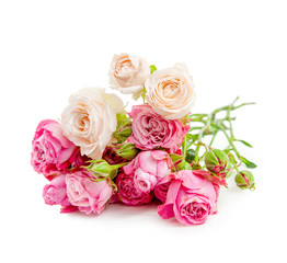 rose flower in over white