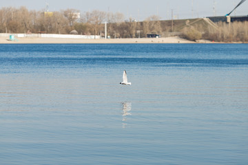 Fototapeta na wymiar sea gull flies over a blue river on a clear day