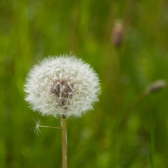 Fototapeta premium Akènes de pissenlit