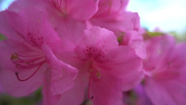 Bright pink flower Rhododendron catawbiense Michx. Slow-motion