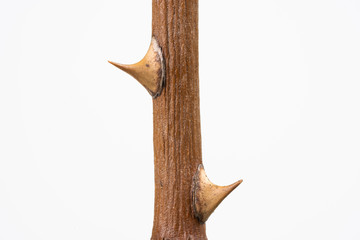 Naklejka premium Twig with dried rose thorns, isolated on white