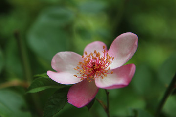 Maggio: fioritura di rose botaniche spontanee a fiori semplici, dettaglio di un fiore