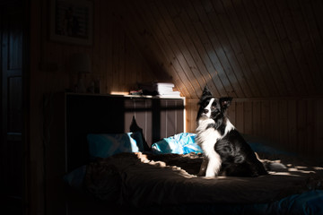 Fototapeta na wymiar Border collie dog at home