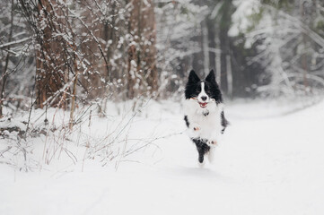 Naklejka na ściany i meble Running border collie dog in a winter forest