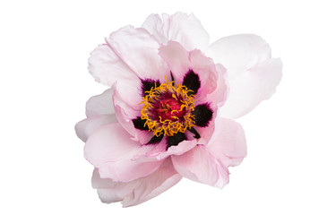 peony flower isolated