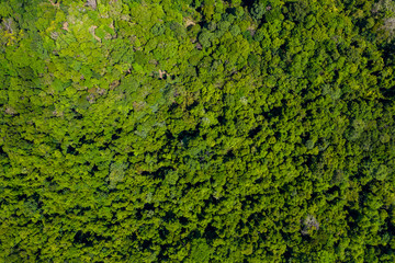 Top down aerial view of the tree canopy of a dense tropical rainforest