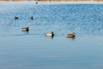 Duck on water scene Duck water Ducks swimming water