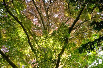 Look up into springtime treetops of deciduous trees beautifully illuminated by the evening light. Seen in Germany in May.