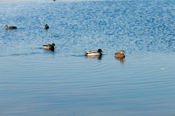 Duck on water scene Duck water Ducks swimming water