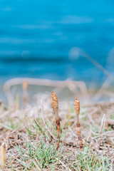 in the foreground are two spring plant sprouts, the background is a bright blue sea and blurred