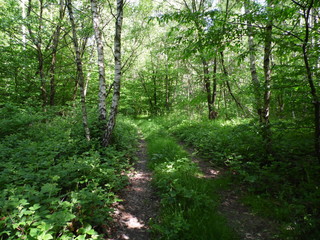 Fototapeta premium Road in the forest