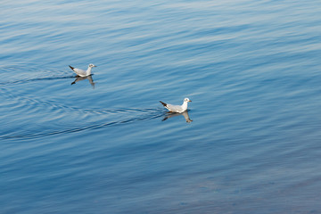 Seagulls float on a blue river on a clear day