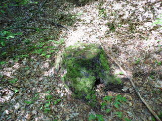 Stump in the woods.
