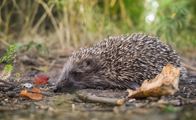 Little hedgehog sleeps on a log in a park among fallen leaves