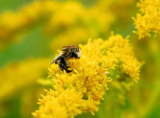 Beautiful little wasp sits on a bush in the summer in Kharkov park