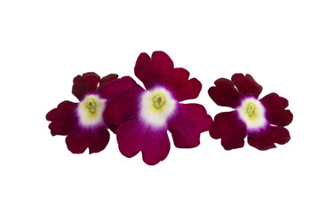 Fototapeta na wymiar verbena flower isolated
