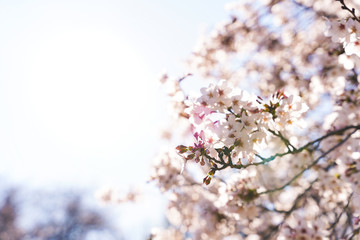 満開の桜の枝 アップ
