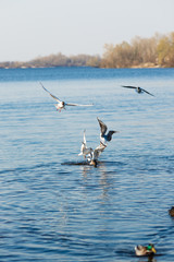 seagulls and ducks catch food in the river in the park and try to catch a piece of food