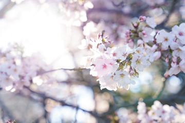 満開の桜の枝 アップ