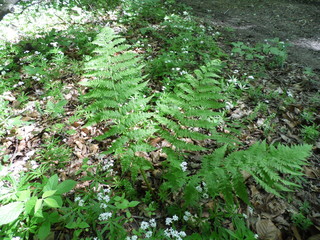 Fototapeta premium Fern