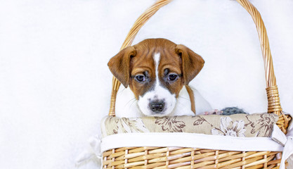 Cute muzzle puppy Jack Russell Terrier sitting in an Easter basket on a white background....