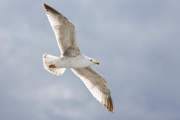 A seagull flies on a background of clouds.
