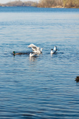 seagulls and ducks catch food in the river in the park and try to catch a piece of food