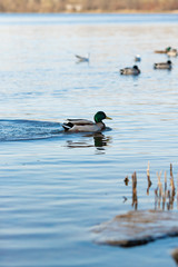 Duck on water scene Duck water Ducks swimming water