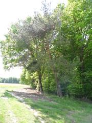 Road in the field and forest