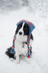 Border collie dog in a cap