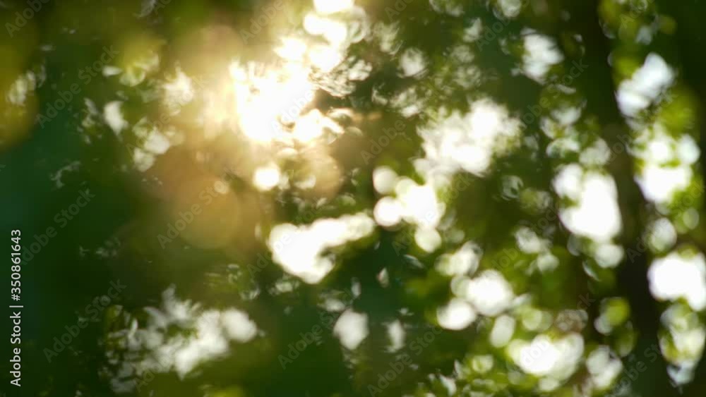 Poster sun breaking through green leaves blurred bokeh background. abstract nature background with sun flar