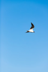 sea gull flies over a blue river on a clear day