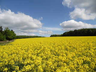 Obraz premium Canola and sky
