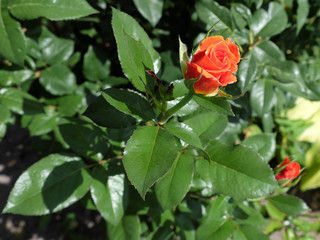 A small rose flower with coral petals. Home flowers.