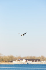 Fototapeta na wymiar sea gull flies over a blue river on a clear day