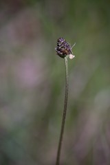 The lanceolata plantain (Plantago lanceolata) is a medicinal herb that has anti-cough properties and has anti-inflammatory and antibiotic effects.