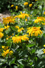 Arnica mountain. A bush of beautiful yellow flowers. Medicinal plant.