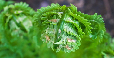 Young shoot of fern close up