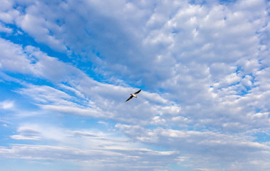 Seagull on a background of sky and clouds