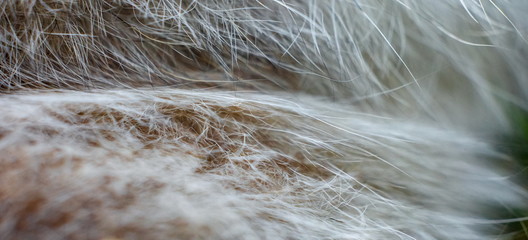 Cat hair closeup (Background, banner, Wallpaper, texture)