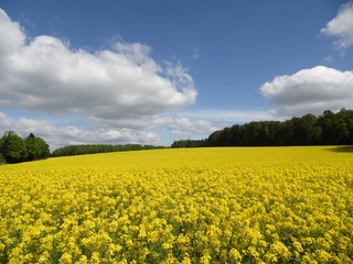 Obraz premium Canola and sky