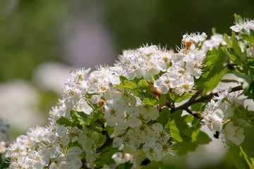 White spring flowers of apple tree on nature background.