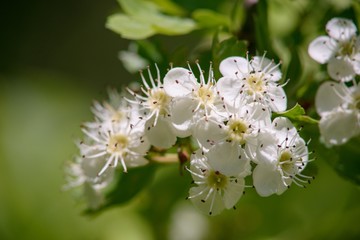 White spring flowers of apple tree on nature background.