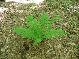Fern