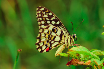 Obraz na płótnie Canvas butterfly on leaf