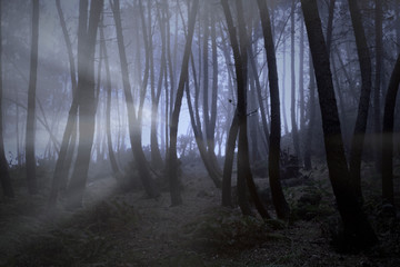 Evening foggy woods