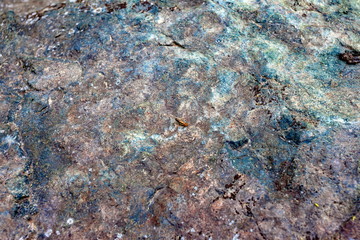 Grasshopper on a stone in the summer