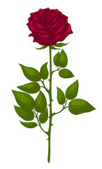Obraz premium Illustration of a cut garden tea rose with thorns. Fresh blooming bud with young leaves. Crimson flower for a bouquet. Colored decorative element for greeting card.