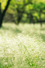 Grass spikelets on a sun-drenched forest glade on a blurred background
