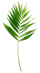 Palm leaves on white isolated background.